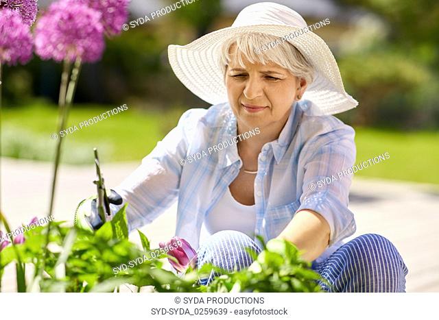 senior woman with garden pruner and allium flowers