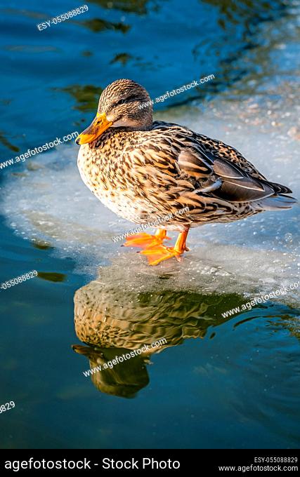 Mallard duck standing on ice in a small pond in winter