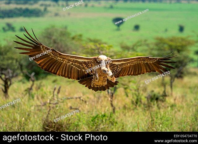 White-backed vulture spreads its wings to land