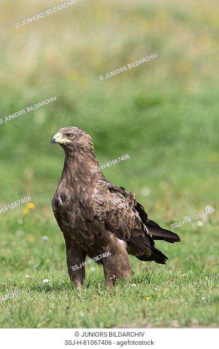 Lesser Spotted Eagle (Aquila pomarina). Adult standing on the ground, . Germany