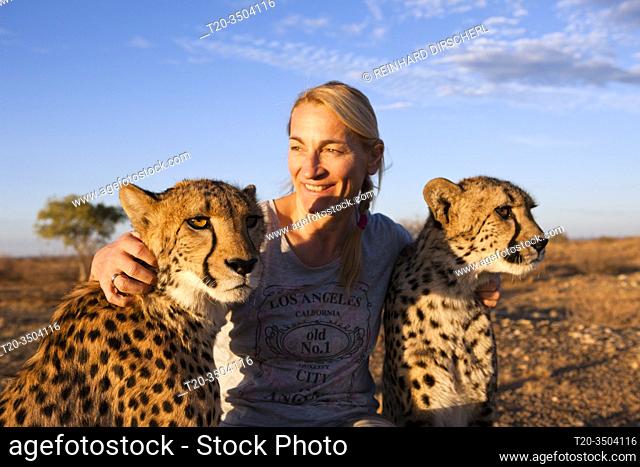 Tourist and tame Cheetah, Acinonyx jubatus, Kalahari Basin, Namibia