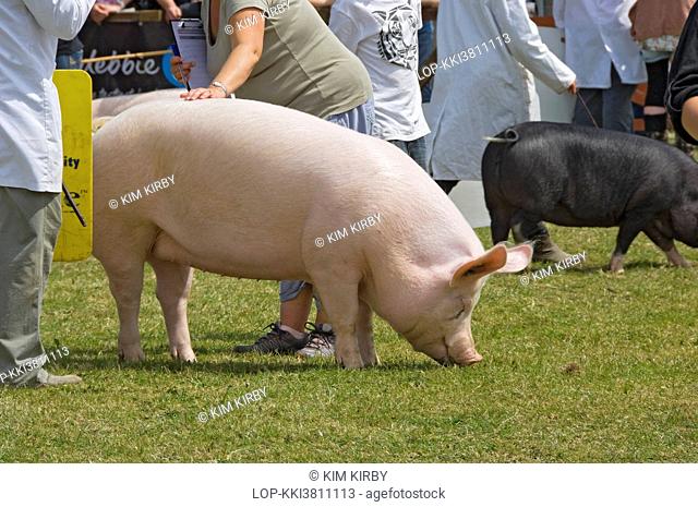 England, North Yorkshire, Harrogate. A large white pig being judged at the Great Yorkshire Show