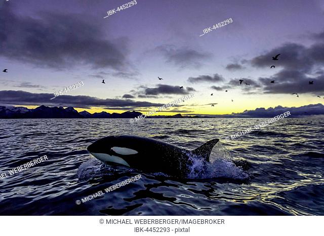 Orca (Orcinus orca) emerges, sunset, mountains at back, Kaldfjorden, Tromvik, Norway
