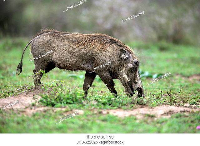 Warthog, (Phacochoerus aethiopicus), adult walking searching for food, Hluhluwe Umfolozi Nationalpark, Hluhluwe iMfolozi Nationalpark, KwaZulu Natal