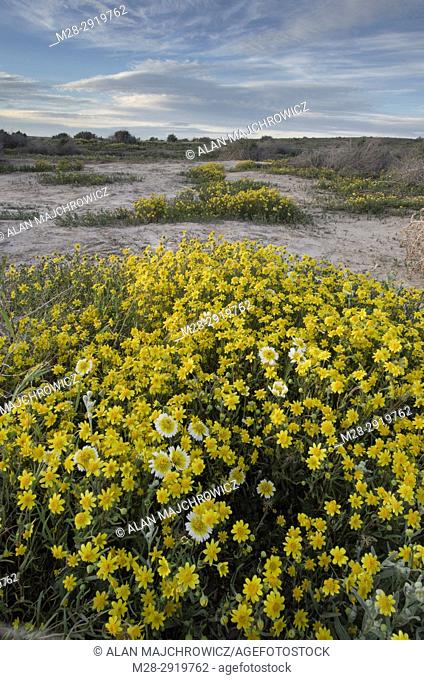 Fields of Coastal Tidytips (Layia platyglossa) and Yellow Goldfields (Lasthenia sp. ) near Soda Lake in Carrizo Plains National Monument, California