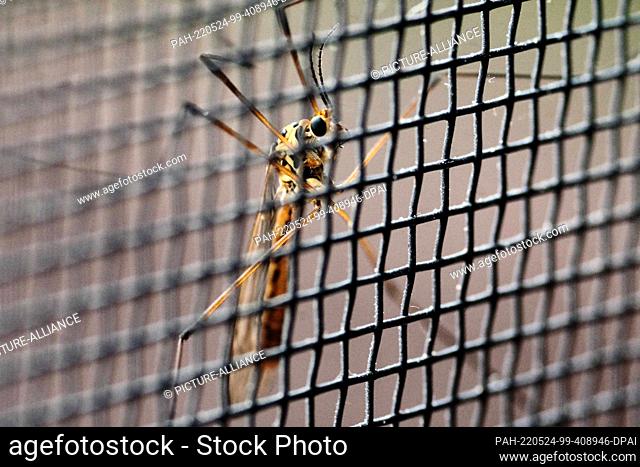 24 May 2022, Lower Saxony, Brunswick: A mosquito (Culicidae) sits on an insect screen at a window in the morning. Photo: Stefan Jaitner/dpa