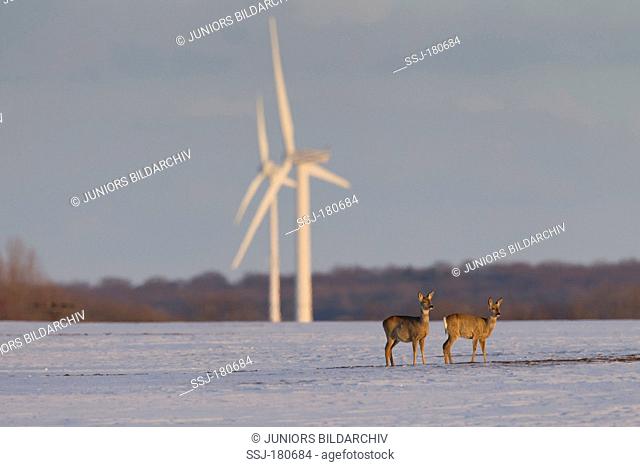 Roe Deer (Capreolus capreolus) two does on a snowy field infront of wind power plants, winter, Mecklenburg-Vorpommern, Germany