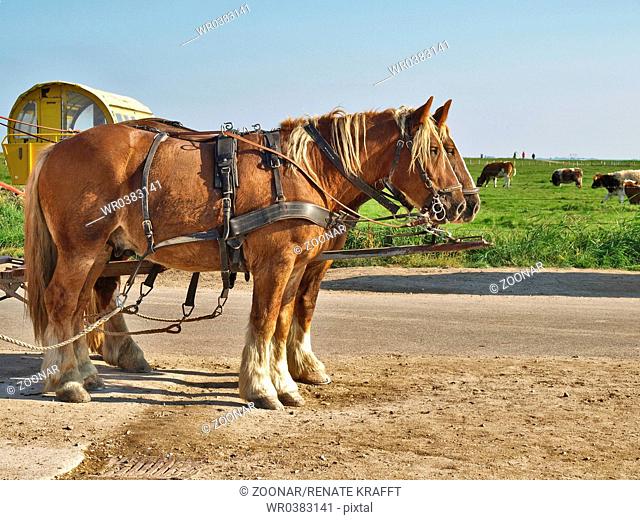 Coach Horses on Hooge, Germany