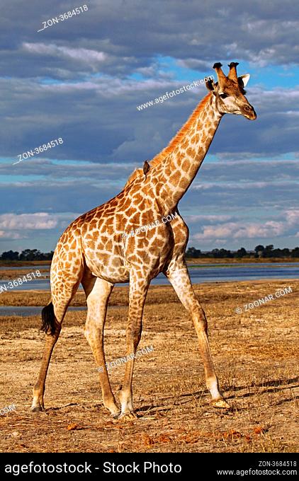 Giraffe am Chobe, Botswana; Giraffe at Chobe, Botsuana; Giraffa camelopardalis