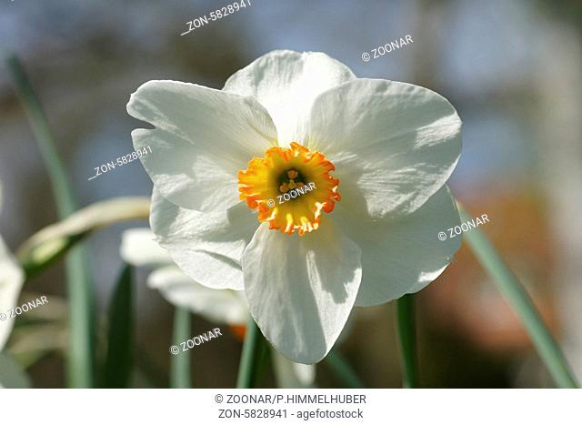 Narcissus poeticus, Dichternarzisse, Poets daffodil