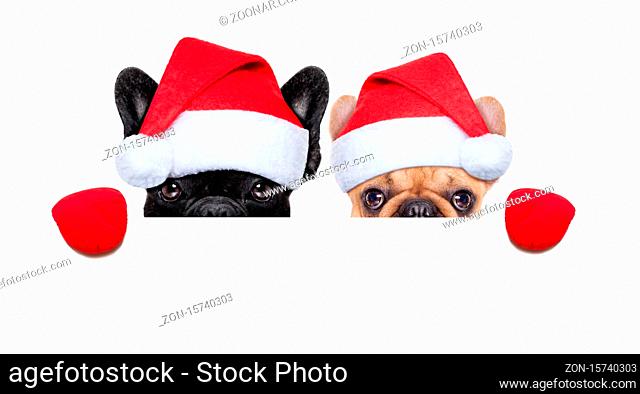 Santa claus christmas couple of two dogs wearing a hat behind a blank white placard , isolated on white background