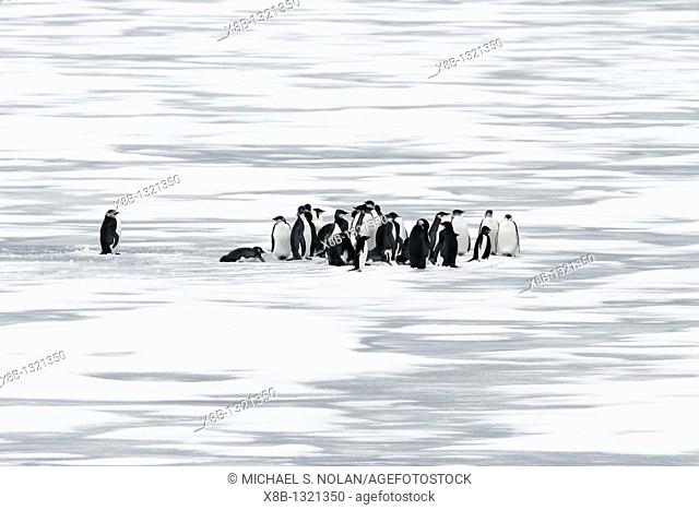 Young Emperor penguins Aptenodytes forsteri on fresh sea ice from a recently discovered November 2005 colony on Snow Hill Island in the Weddell Sea  This may be...