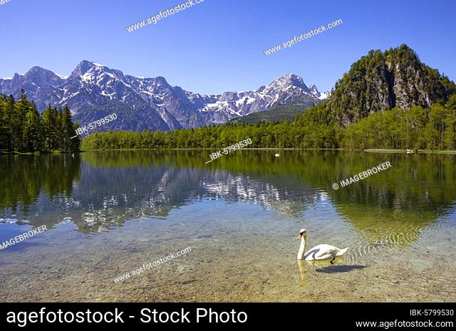 Mute swan (Cygnus olor) at the lake, Almsee, Grünau im Almtal, Totes Gebirge, Salzkammergut, Upper Austria, Austria, Europe