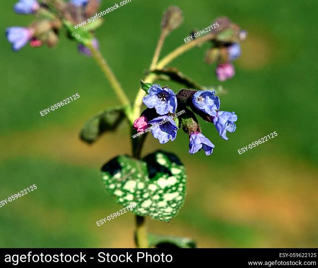 Lungenkraut ist eine wichtige Heil- und Medizinalpflanze mit blauen Blueten. Lung herb is an important medicinal and medicinal plant with blue flowers