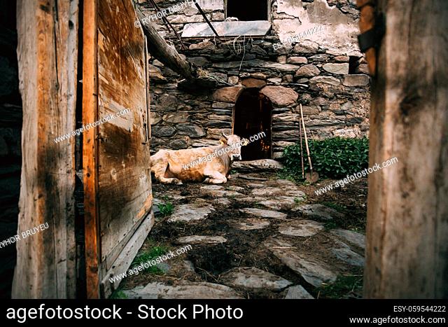 Georgia. Cow Lying In Shed In Georgian Village