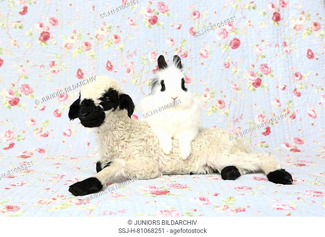 Valais Blacknose Sheep. Lamb (10 days old) and Dwarf Teddy Rabbit next to each other. Studio picture against a blue background with rose flower print