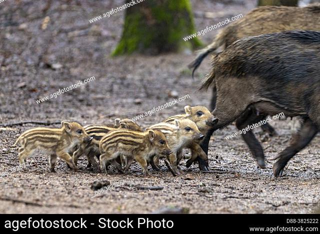 France, Haute Saone, Private park , Wild Boar ( Sus scrofa ) , sow and babies ( piglets )