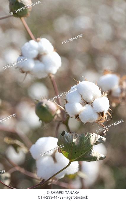 Cotton, Turpan, Xinjiang, China