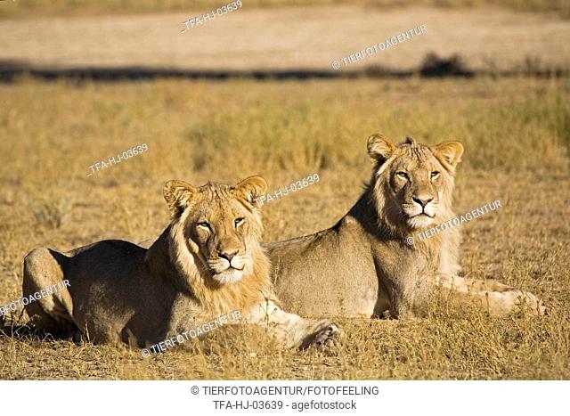 young lions