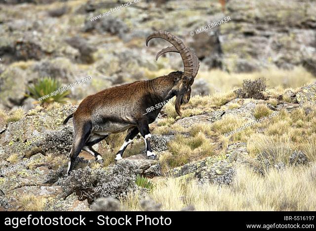 Ethiopian ibex, walia ibexes (Capra walie), ibex, ibex, goat-like, ungulates, even-toed ungulates, mammals, animals, Walia ibex adult male, walking on rocks