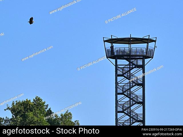 16 September 2023, Brandenburg, Aurith: A sea eagle flies in the blue sky in front of the observation tower in Urad, Poland