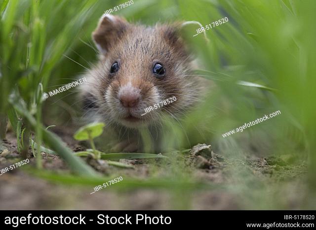 European Hamster (Cricetus cricetus), juvenile, in cornfield, Europe