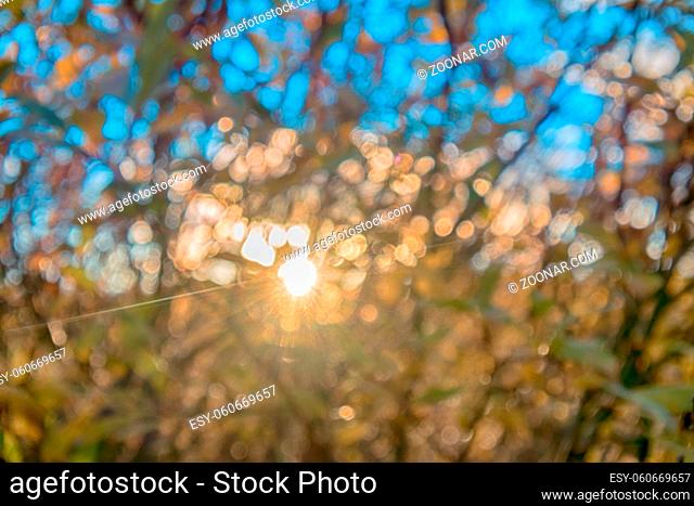 Play of light at forest sunset. Natural diffraction grating. As result of interference is increased, or damping of light waves in certain areas (diffraction)