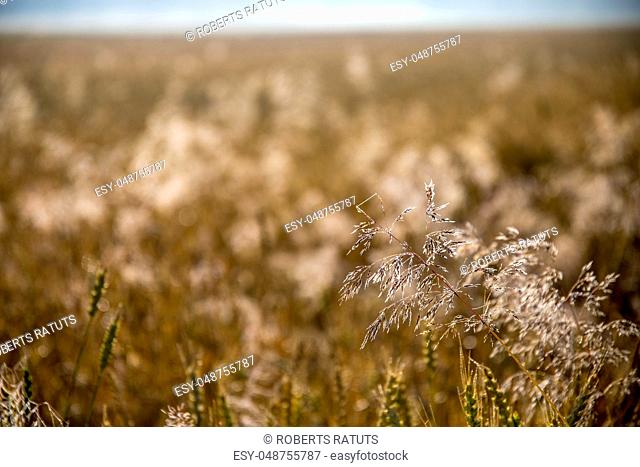 Background created with a close up of a cereal field in Latvia. Growing a natural product. Cereal is a grain used for food, for example wheat, maize, or rye