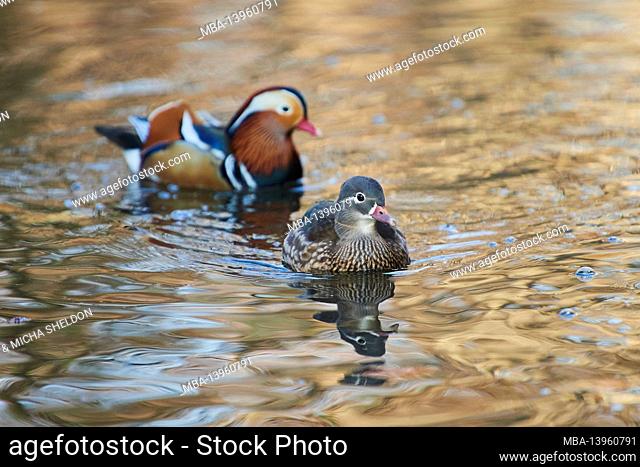 Mandarin duck (Aix galericulata), pair, lake, sideways, swimming
