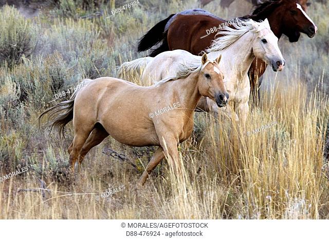 'Quarter horse' and/or 'Paint' of USA. Ponderosa Ranch. Seneca. Oregon . USA