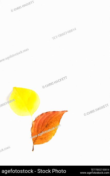 Choke Cherry and Dogwood Autumn leaves on white background