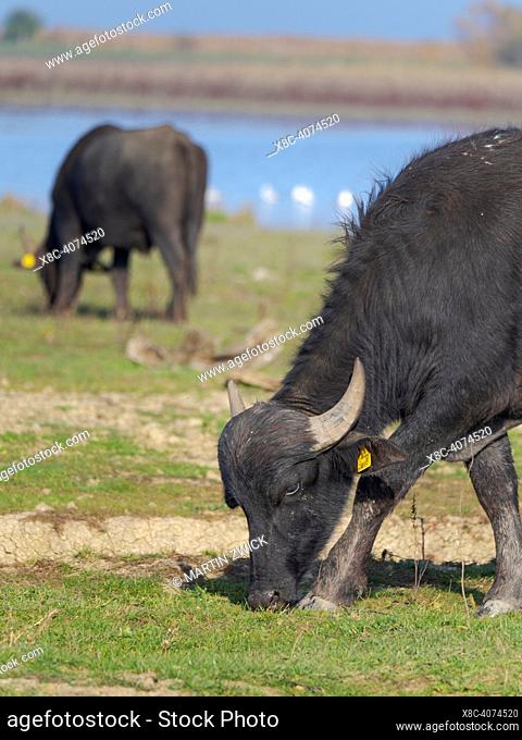 Water Buffalo (hungarian or pannonian water buffalo, Bubalus arnee) at the Hortobagy-halasto (fishponds) in the National Park Hortobagy