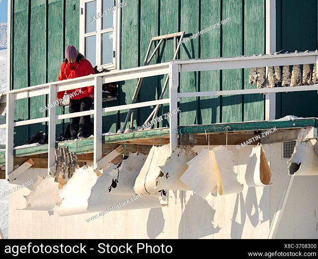 Skin of a seal. The traditional and remote greenlandic inuit village Kullorsuaq, Melville Bay, part of Baffin Bay. America, North America, Greenland