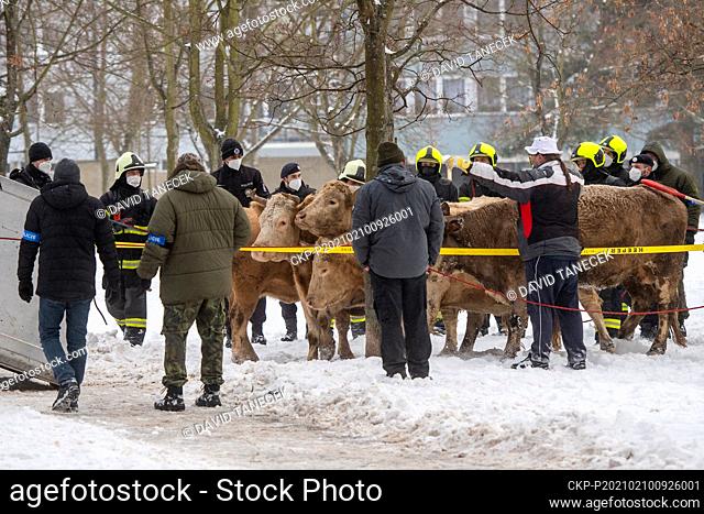 Police and the veterinary administration helped capture free-range cattle in Hradec Kralove, Czech Republic, February 10, 2021