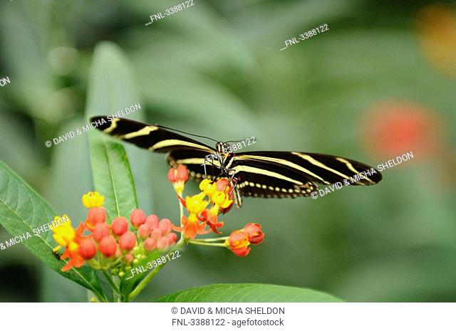 Zebra Longwing Heliconius charithonia sitting on a flower, close-up