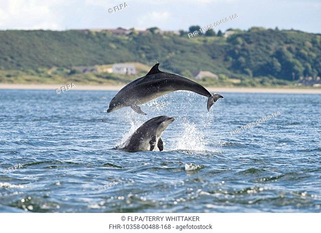 Bottlenose Dolphin Tursiops truncatus two adults, breaching, Chanonry Point, Black Isle, Moray Firth, Scotland