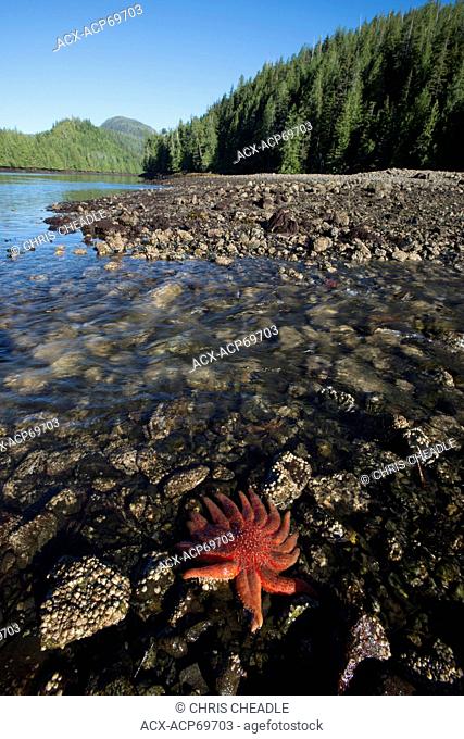 Pycnopodia helianthoides, commonly known as the sunflower seastar at Nimmo Bay Wilderness Resort, British Columbia, Canada