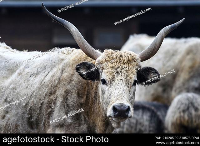 27 January 2021, Berlin: A Hungarian steppe cattle (Bos taurus) looks into the photographer's camera. With an area of 160 hectares