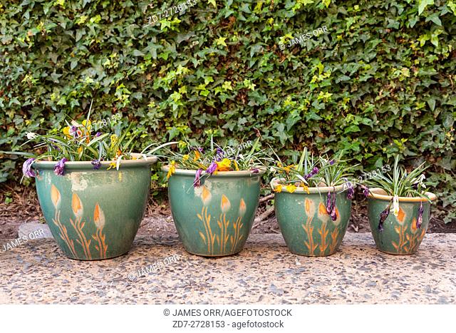 Row of plant pots containing recently planted flowers. Ivy background