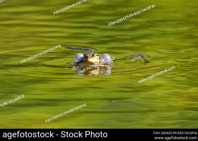 23 April 2020, Brandenburg, Potsdam: A small water frog swims in the meadow pond in Glienicker Park and pumps up its sound bubbles when it croaks loudly