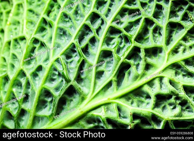 Detail of green savoy cabbage leaf