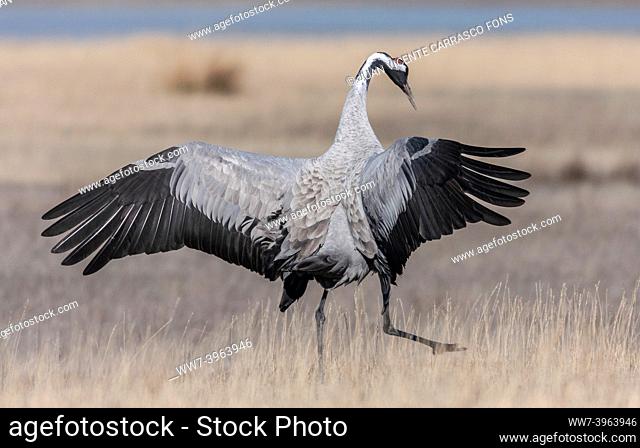 Common crane , Grus grus , landing, Gallocanta , Spain