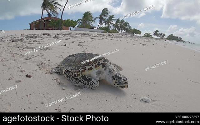 Sea turtle on the sandy beach looking for the sea at Dos Mosquises Island -the-Caribbean-sea. Los Roques-National-Park-Venezuela. SLOW MOTION