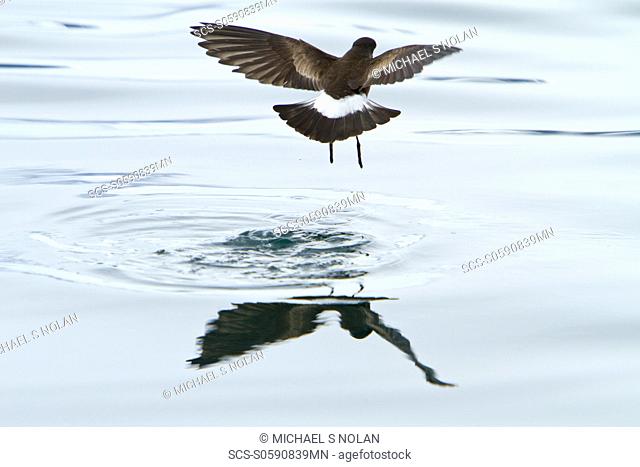 Wilson's storm-petrel Oceanites oceanicus daintily feeding in the calm waters of Neko Harbour on the Antarctic Peninsula MORE INFO This small storm-petrel is...