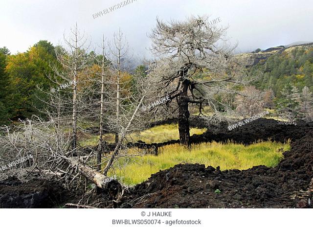 burned trees at Mount Etna, Italy, Sicilia