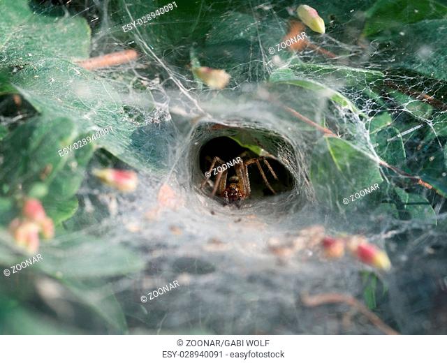 funnel-web spider, Agelena labyrinthica