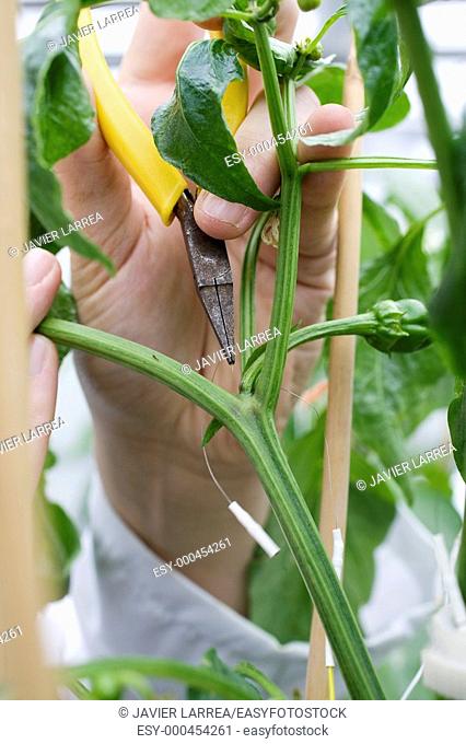 Probe inserted in petiole to study the vascular continuity of Gernika pepper plant, Departamento de Producción y Protección Vegetal, Neiker Tecnalia