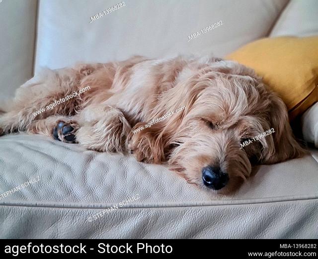 Sleeping dog, goldendoodle, mini goldendoodle