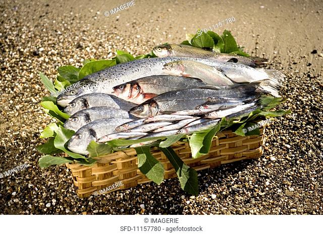 Fresh fish in a basket