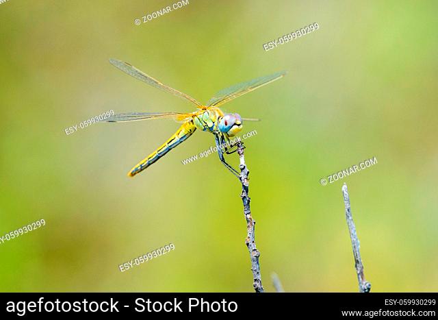 Yellow Dragonfly grabbing a branch